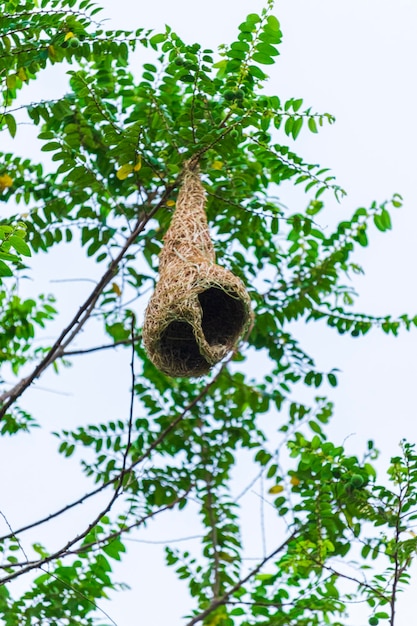 Manyar bird's nests Foto