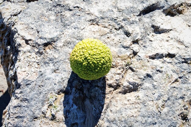 La manzana de Adán en la costa rocosa del Mar Caspio Octubre es el mes