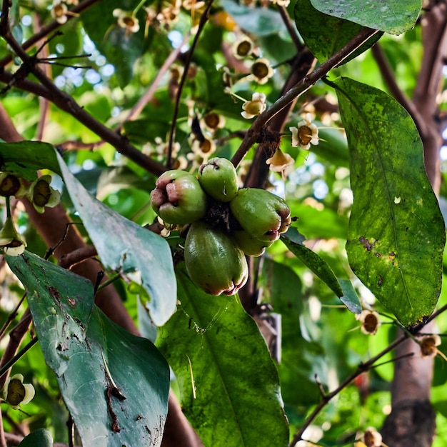 Manzana de agua verde o Syzygium samarangense en un árbol muy fresco