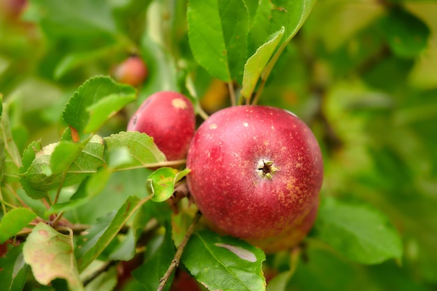 Una manzana al día mantiene alejado al médico Recoger manzanas nunca ha sido tan tentador como un placer realmente saludable y tentador