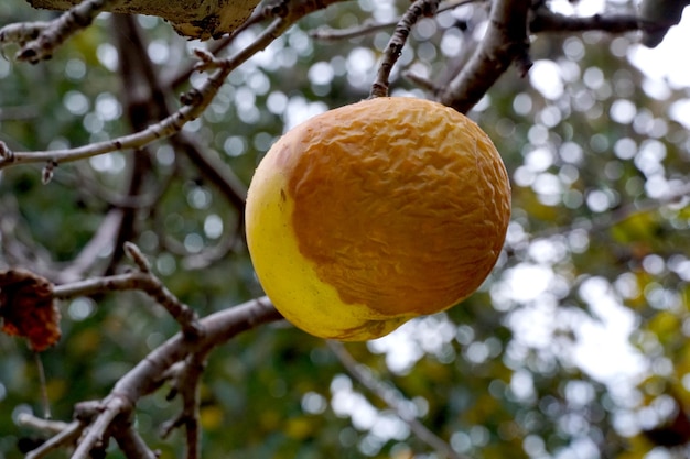 manzana amarilla podrida en el árbol en el huerto