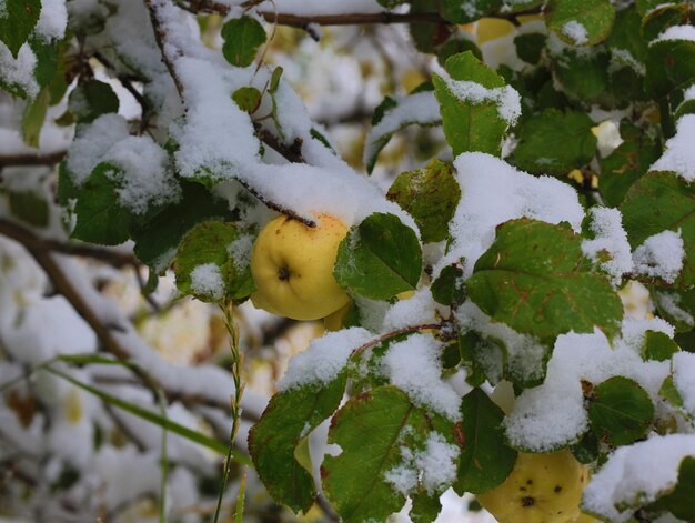 manzana amarilla en una rama nevada