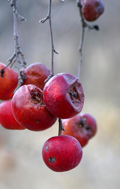 La manzana del árbol fue comida por los pájaros.