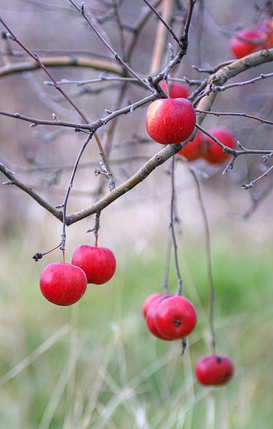 La manzana del árbol fue comida por los pájaros.