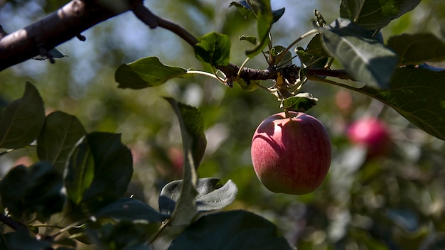 Manzana en el árbol solo