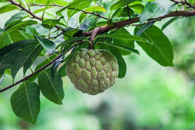 Manzana de azúcar (Annona squamosa Linn) Tailandia