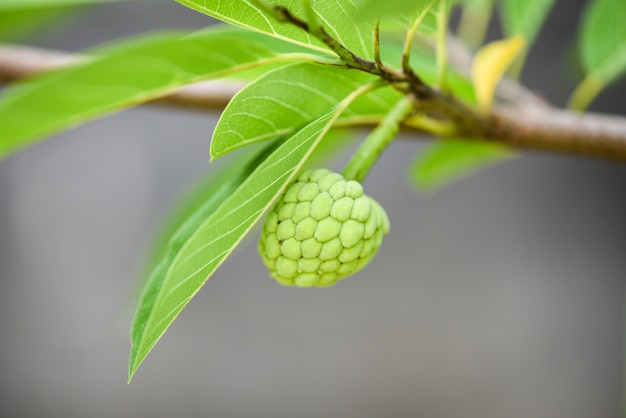 Manzana de azúcar o manzana de natillas en un árbol en el jardín Annona sweetsop