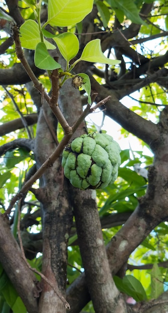 Manzana de azúcar tomada desde un ángulo de primer plano