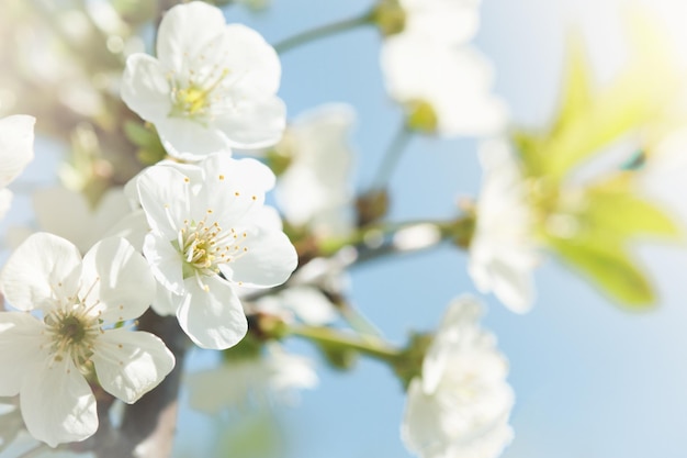 La manzana blanca o la cereza en flor en el fondo del cielo azul Feliz fondo de la Pascua de la primavera Fondo de la pascua Día mundial del medio ambiente Pascua Día de cumpleaños Día de las mujeres vacaciones Vista superior Mock up