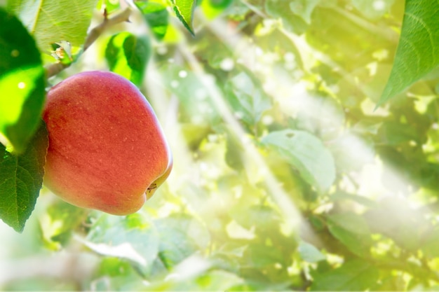 Manzana colgando de un árbol