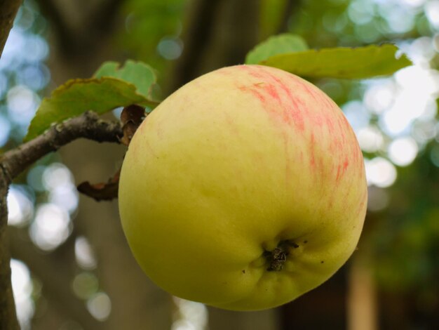 manzana colgando de una rama