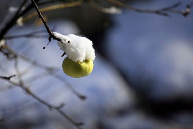 Manzana colgante cubierta de nieve