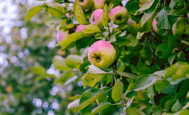 Una manzana crece en una rama entre el follaje verde