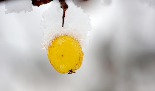 Manzana cubierta de nieve colgando de un árbol Otros árboles al fondo Nieve en la manzana