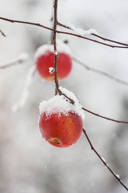 Manzana cubierta de nieve colgando de un árbol Otros árboles al fondo Nieve en la manzana