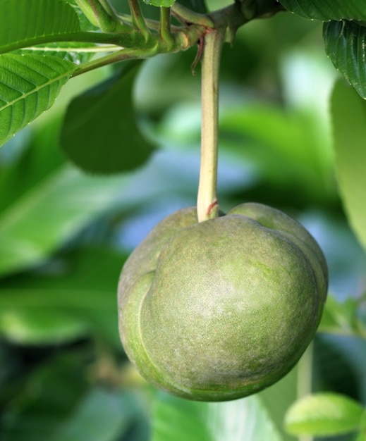 Manzana elefante o Chalta del sudeste asiático