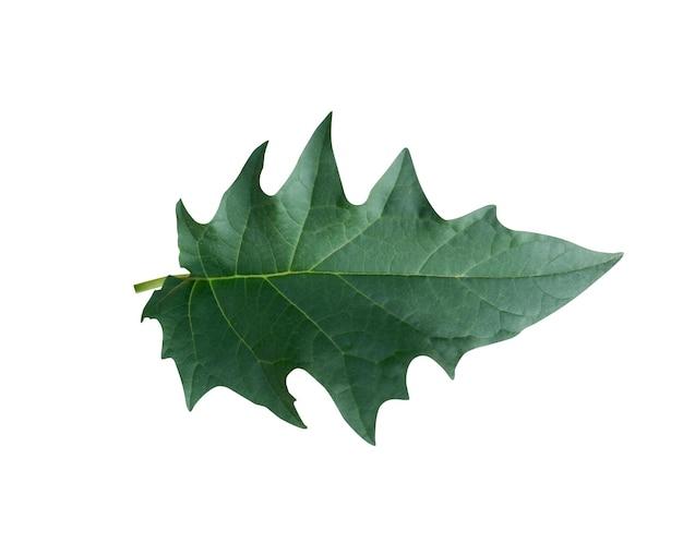 La manzana espinosa Datura stramonium se ha utilizado como medicina popular y medicina tradicional durante siglos