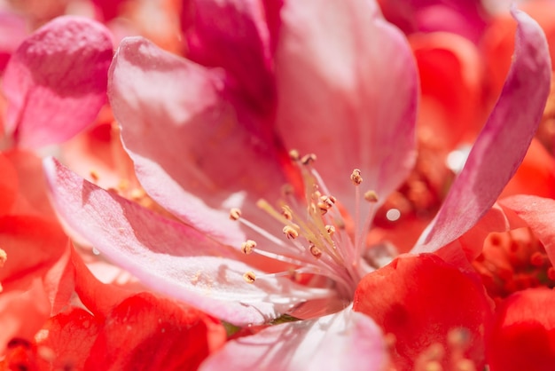 Manzana floreciente china roja que florece en la primavera