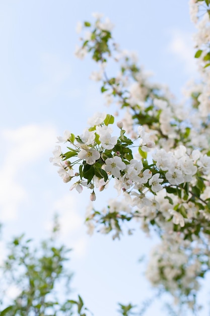 Manzana floreciente después de la lluvia en el fondo de la primavera Espacio para el enfoque selectivo del texto