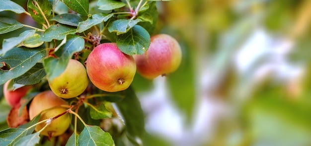 Foto manzana fresca en el jardín manzana fresca en el jardín