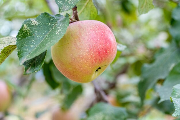 Manzana fresca y madura en una rama con hojas