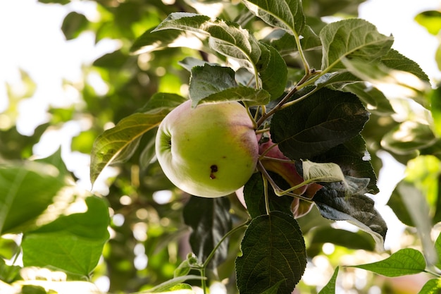 Manzana fresca en la rama de un árbol