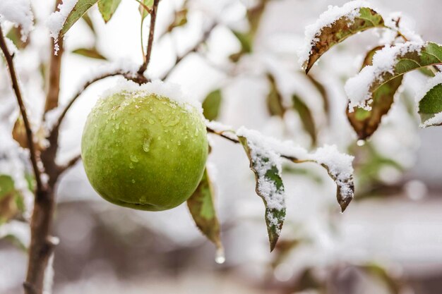 Manzana de invierno colgando en un manzano cubierto de nieve de cerca
