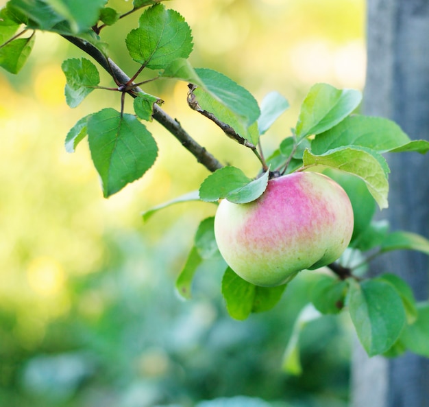 Una manzana madura en el árbol en el huerto