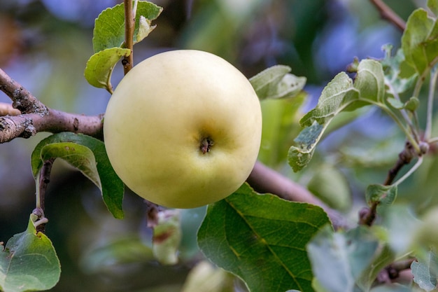 Manzana madura en una rama de un árbol en un jardínxA