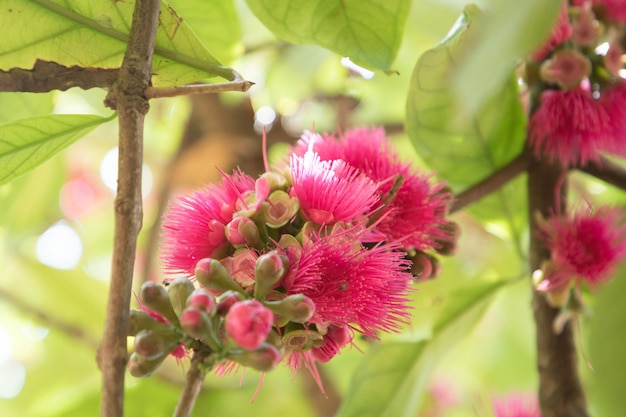 Manzana malaya floreciente en el jardín