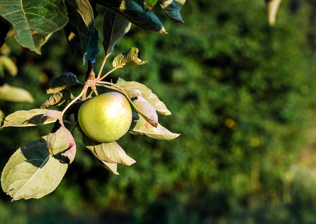 Manzana en manzano