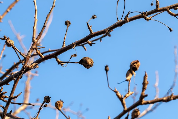 Manzana o pera de comida podrida en mal estado