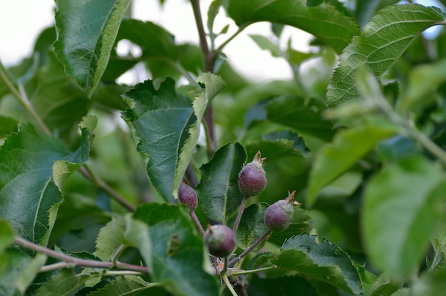 Manzana pequeña con brotes