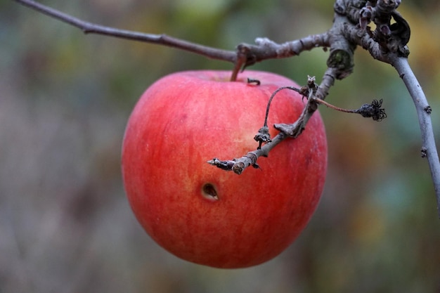 Manzana podrida en rama Agricultura remedio para el concepto de enfermedades de los árboles