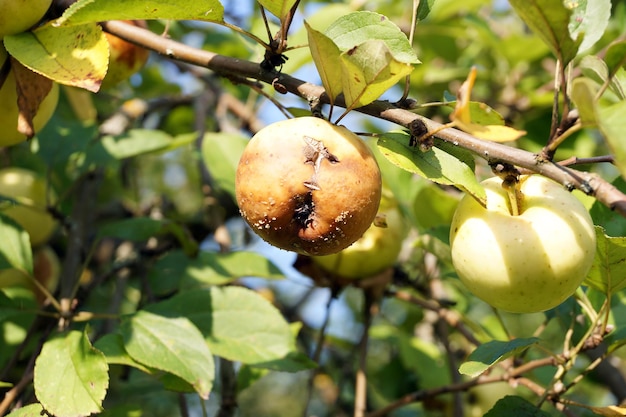 Manzana podrida en la rama de un árbol en el jardín del pueblo