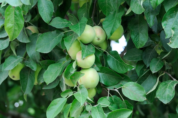 Manzana en la rama de un árbol