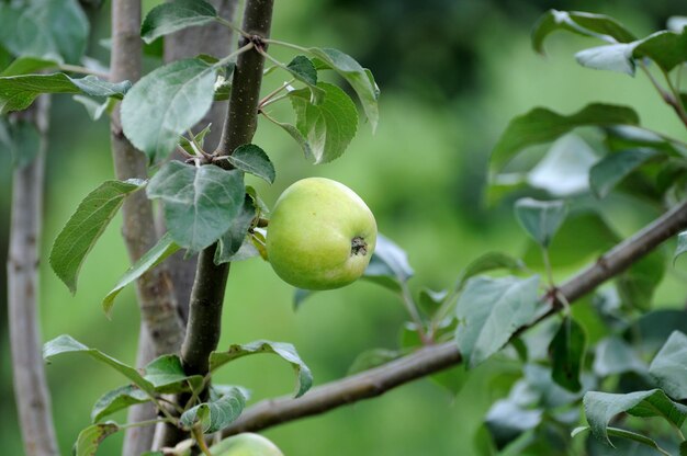 Manzana en la rama de un árbol