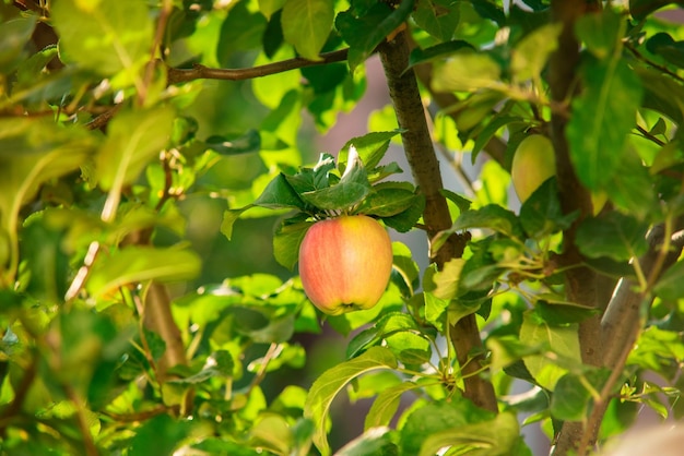 Manzana en la rama Consejos de frutas y hojas verdes para veganos