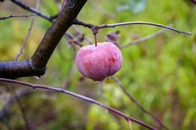 manzana en una rama en un día lluvioso