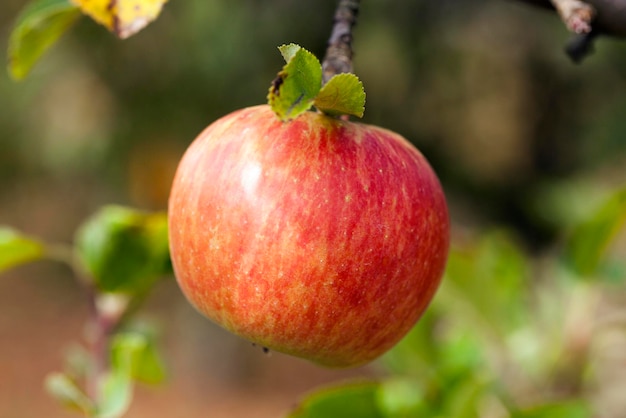 Manzana en una rama