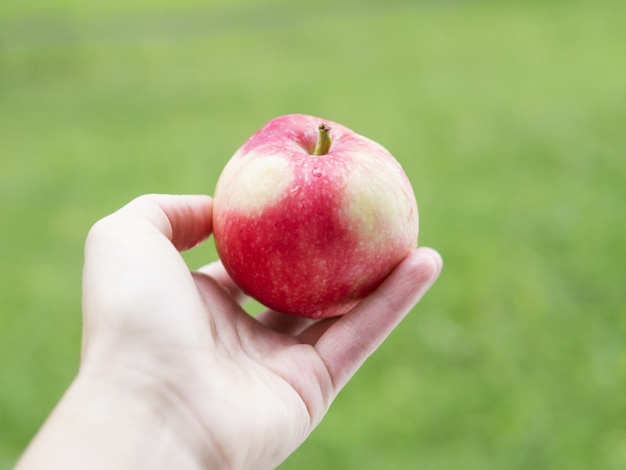 Manzana roja y amarilla en la mano