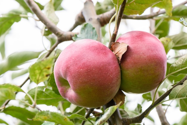 Manzana roja en un árbol con hojas verdes en otoño en Moldavia