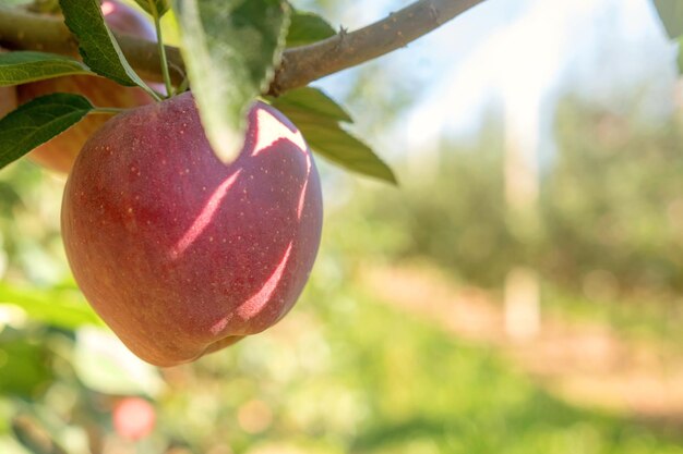 Manzana roja en el árbol, manzano