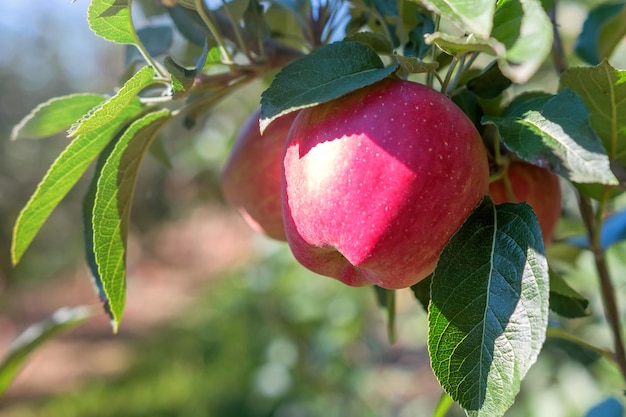 Manzana roja en el árbol, manzano