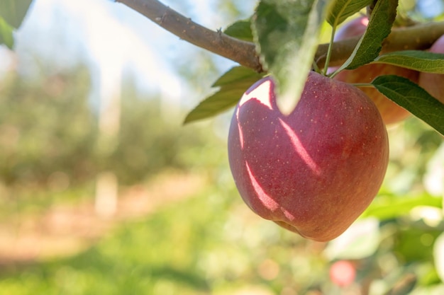 Manzana roja en el árbol Manzano