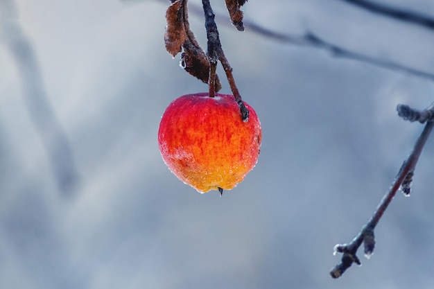 Una manzana roja cubierta de escarcha en un árbol a principios de invierno