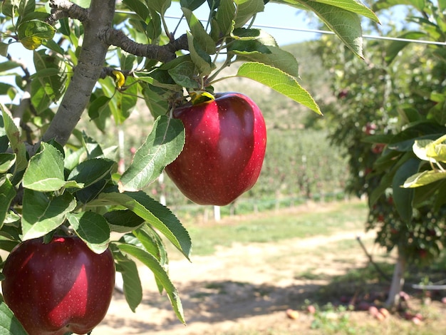 Una manzana roja cuelga de un árbol en un campo.