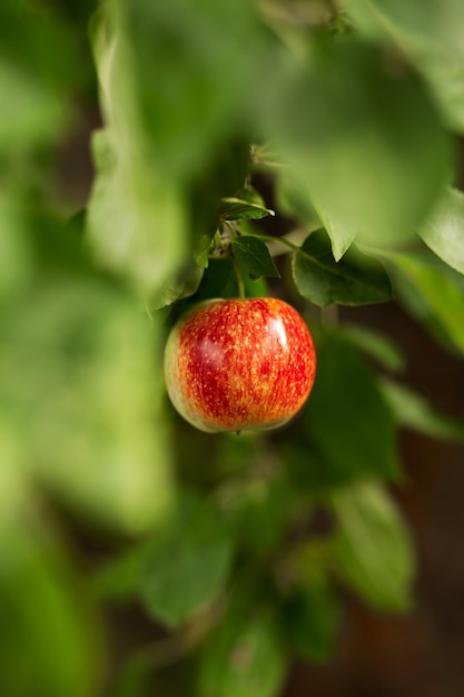 Una manzana roja cuelga de un árbol con hojas Agricultura agronomía industria