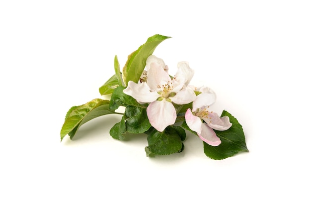 Foto manzana roja con flores aislado en blanco