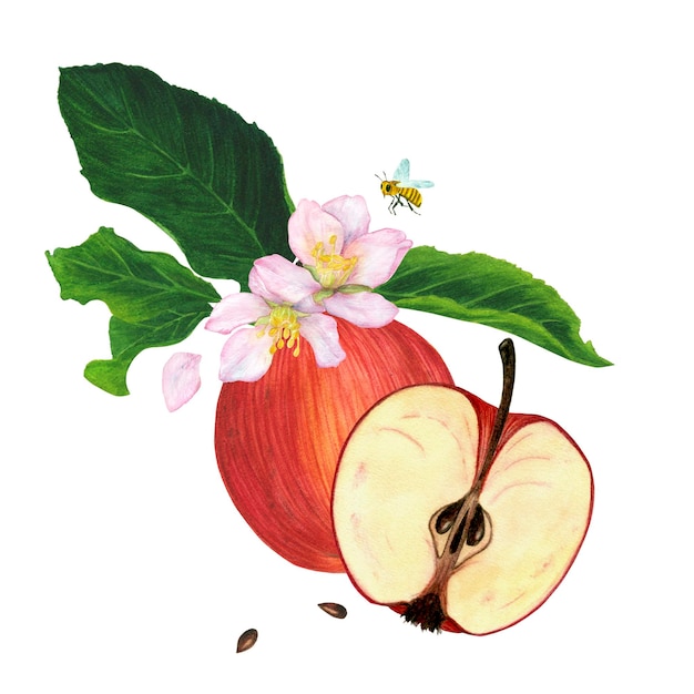 Una manzana roja con hojas verdes una manzana en una sección y las flores están dibujadas a mano Ilustración de acuarela aislada